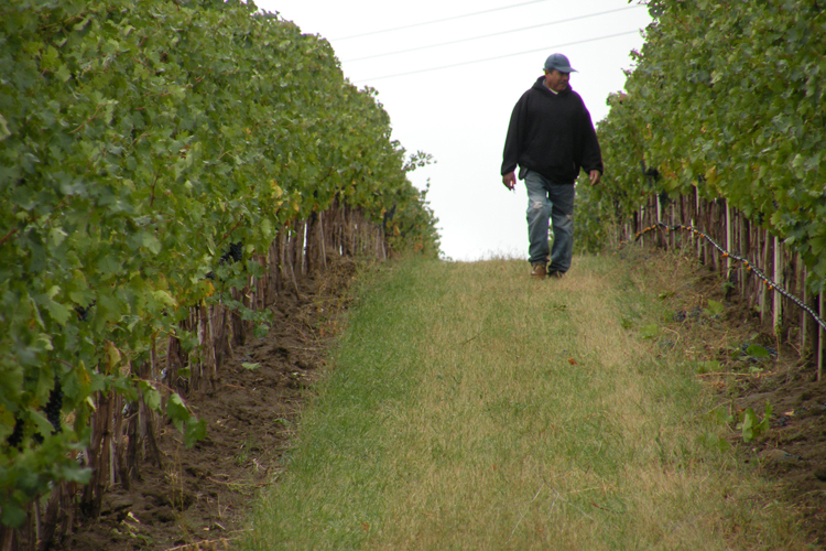 Northwest's Best Wineries Investing in Walla Walla Valley Vineyard Development